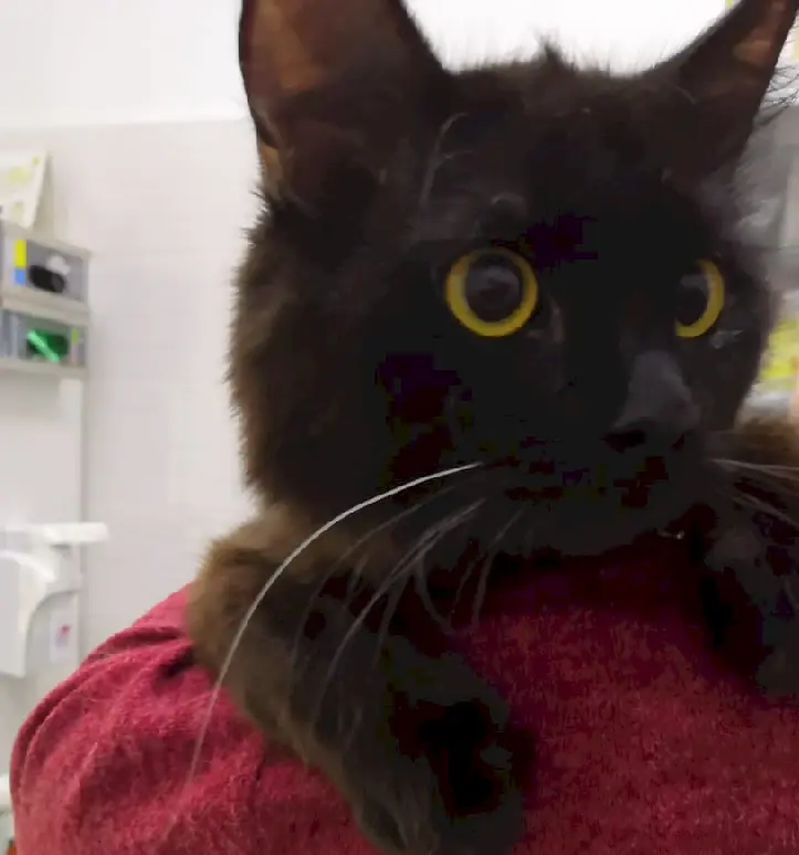 Трихоскопия животных в клинике Зооцентр на Садовой: анализ волос и кожи