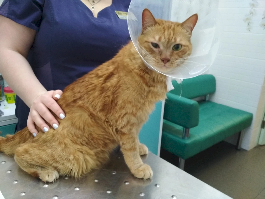 Всё о ветеринарной хирургии: когда вашему питомцу может понадобиться операция!