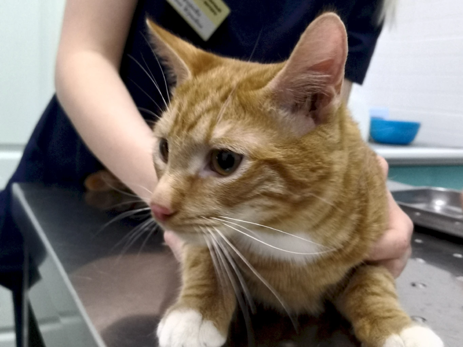 Всё о ветеринарной акупунктуре: мифы и реальность!