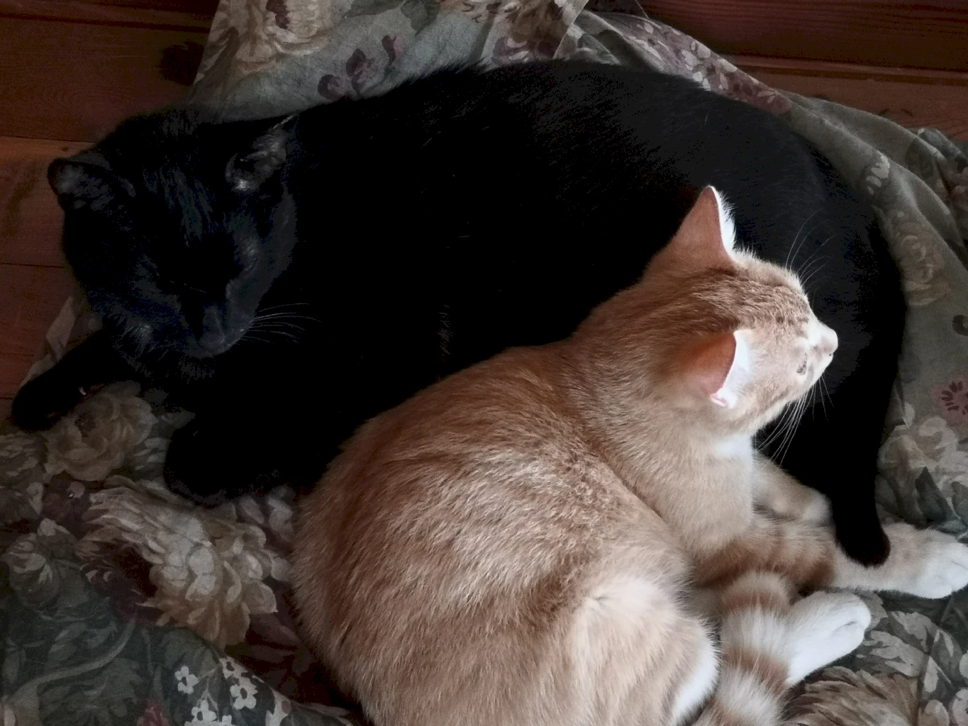 Узи кошек