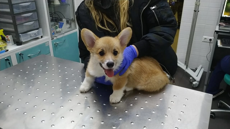 Гирудотерапия для животных в клинике Зооцентр на Садовой: опытные специалисты