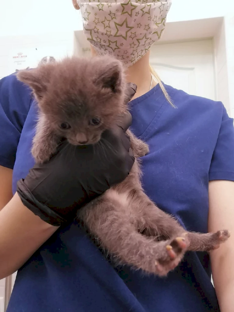 Лечение кожных заболеваний у животных: комплексный подход в клинике Зооцентр на Садовой