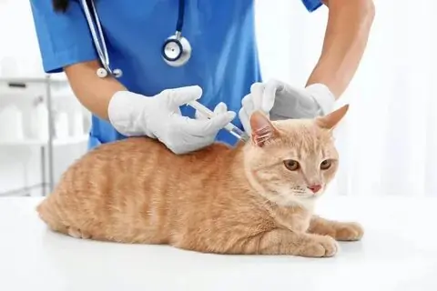 Вакцинация кошек в Москве