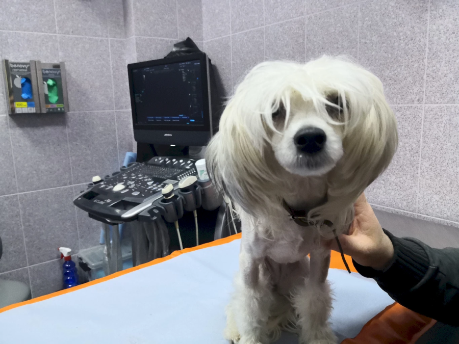 УЗИ для собак: что ожидать и как подготовить вашего питомца!