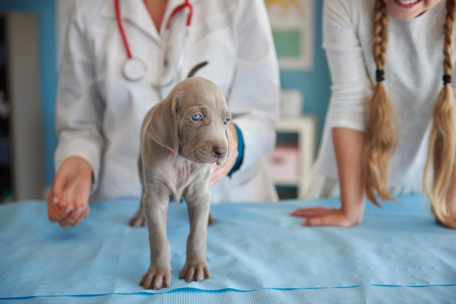 УЗИ для собак: что ожидать и как подготовить вашего питомца!