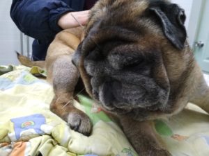 акупунктура